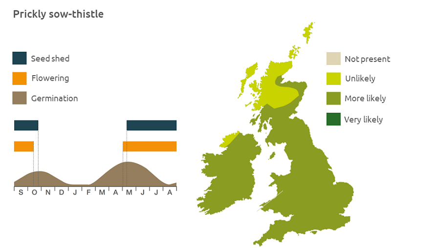 Prickly sow-thistle life cycle and UK distribution